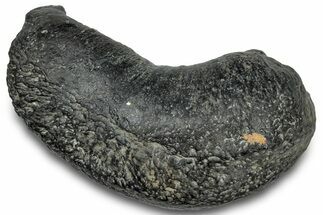 Large, Fossil Whale Ear Bone - South Carolina #301915