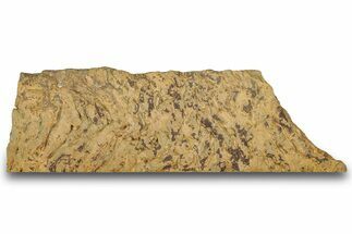 Pennsylvanian, Fossil Microbial Mat - Oklahoma #301933