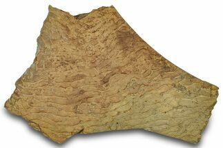 Pennsylvanian, Fossil Microbial Mat - Oklahoma #301944