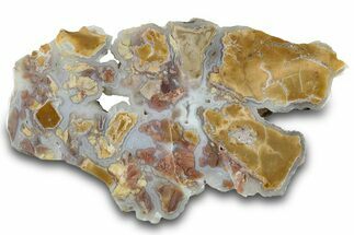 Polished Wyoming Youngite Agate/Jasper Section - Fluorescent #302122