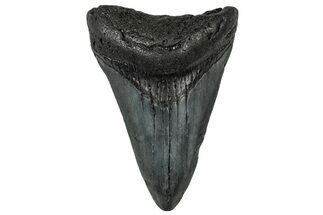 Juvenile Megalodon Tooth - South Carolina #302136