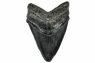 Serrated, Juvenile Megalodon Tooth - South Carolina #302137