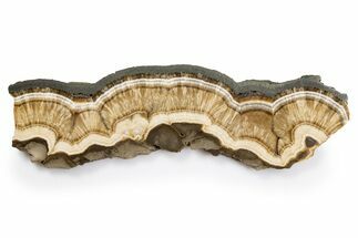 Polished Barite and Marcasite Slab - Lubin Mine, Poland #302262