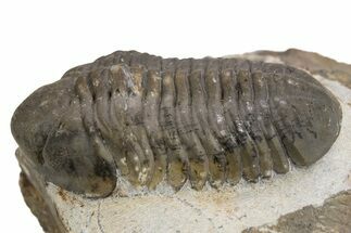 Small-Eyed Struveaspis Trilobite - Jorf, Morocco #301770