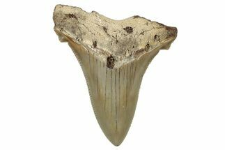 Serrated Angustidens Tooth - Megalodon Ancestor #302041