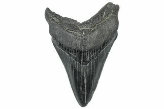 Juvenile Megalodon Tooth - South Carolina #302068