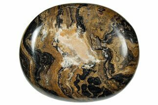 Polished Stromatolite (Greysonia) Pebble - Bolivia #302498