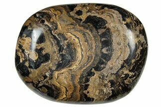 Polished Stromatolite (Greysonia) Pebble - Bolivia #302505