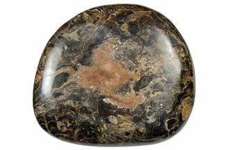 Polished Stromatolite (Greysonia) Pebble - Bolivia #302506