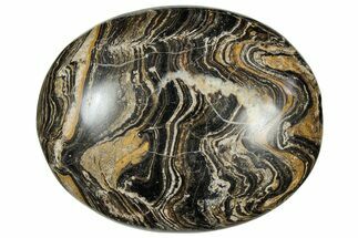 Polished Stromatolite (Greysonia) Pebble - Bolivia #302533