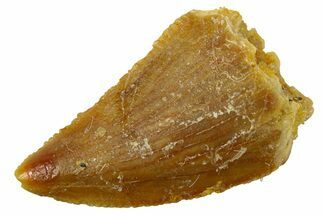 Serrated Raptor Tooth - Real Dinosaur Tooth #300841