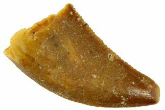 Serrated Raptor Tooth - Real Dinosaur Tooth #300847