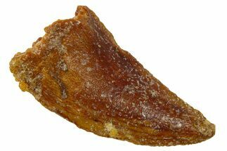 Serrated Raptor Tooth - Real Dinosaur Tooth #300848