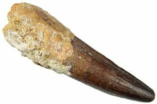 Real Spinosaurus Tooth - Huge Dinosaur Tooth #302848