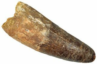 Robust Real Spinosaurus Tooth - Feeding Worn Tip #302851