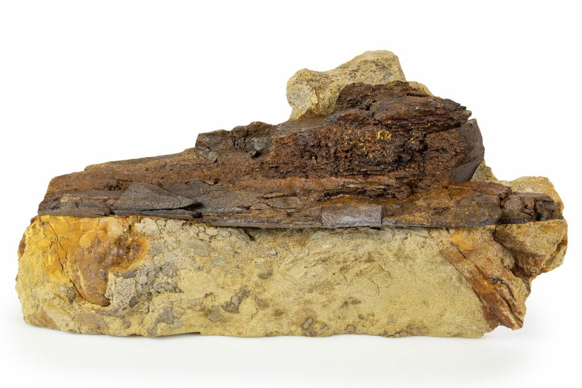 9.2" Dinosaur Bone Section in Sandstone Wyoming (302731) For Sale