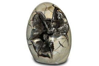 Free-Standing, Polished Septarian Geode - Black Crystals #302870