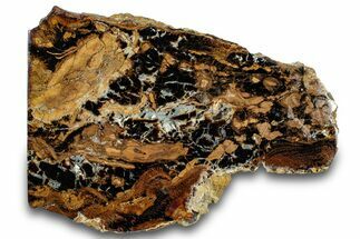 Petrified Wood (Sycamore) Stand-Up - Parker, Colorado #302936