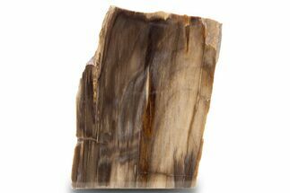 Polished, Petrified Wood (Metasequoia) Stand Up - Oregon #302940