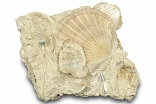 Fossil Marine Bivalve Mollusc Cluster - Gironde, France #302976