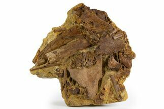 Sandstone with Hadrosaur Tooth, Tendons & Bones - Wyoming #303387