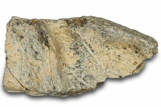 Dinosaur (Triceratops) Frill Shield Section - Montana #303420