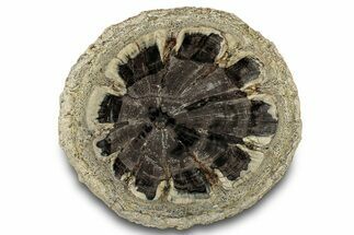 Petrified Wood (Hermanophyton) Round - Colorado #303464