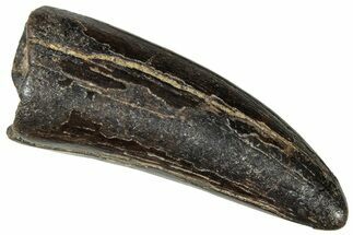 Robust Fossil Tyrannosaur Tooth - Two Medicine Formation #303601