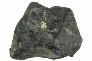 Lunar Meteorite ( g) Slice - Touat #303656