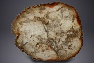 Colorful, Petrified Wood (Araucaria) Round - Madagascar #303668