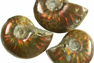 / to Flashy Red Iridescent Ammonite Fossil #304003