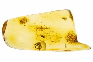 Polished Colombian Copal ( g) - Contains Wasp & Flies! #304092