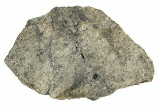 Eucrite Meteorite ( g) Section - From Vesta Minor-Planet #304298