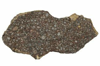 Polished Chondrite Meteorite ( g) Slice - NWA #304407