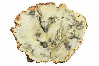 Polished Petrified Wood (Araucaria) Round - Madagascar #304928