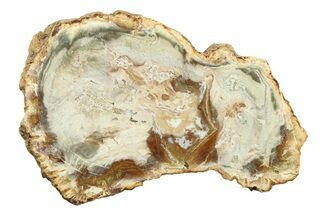 Petrified Wood (Araucaria) Slab - Madagascar #304930