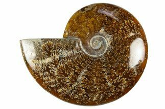 Polished Cretaceous Ammonite (Cleoniceras) Fossil - Madagascar #303897