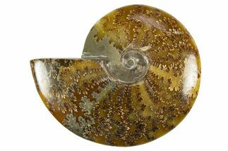 Polished Cretaceous Ammonite (Cleoniceras) Fossil - Madagascar #303899