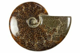 Polished Cretaceous Ammonite (Cleoniceras) Fossil - Madagascar #303964