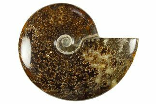 Polished Cretaceous Ammonite (Cleoniceras) Fossil - Madagascar #303966