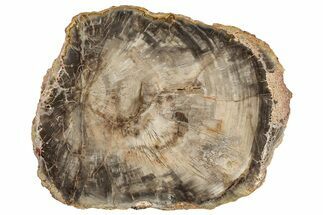 Beautiful, Petrified Wood (Araucaria) Slab - Madagascar #304808