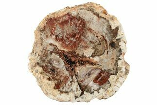 Colorful, Petrified Wood (Araucaria) Round - Madagascar #304816