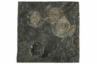 Fossil Ammonite (Dactylioceras) Cluster - Posidonia Shale, Germany #304957