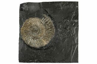 Dactylioceras Ammonite Fossil - Posidonia Shale, Germany #304964