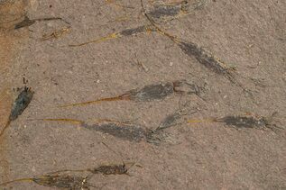 Echinoderm Fossils For Sale
