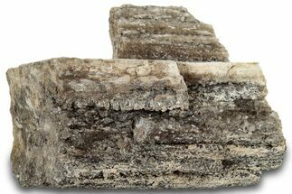 Petrified Wood Section with Sparkling Quartz - Arizona #305359