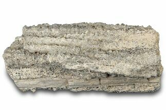 Petrified Wood Section with Sparkling Quartz - Arizona #305373