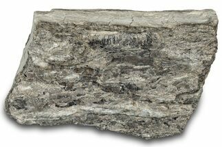 Petrified Wood Section with Sparkling Quartz - Arizona #305390