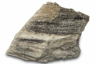 Petrified Wood Section with Sparkling Quartz - Arizona #305392