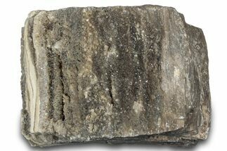 Petrified Wood Section with Sparkling Quartz - Arizona #305397